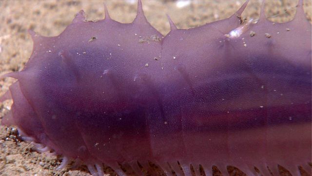 Translucent purple holothurian Picture