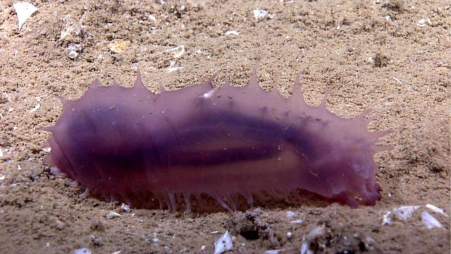 Translucent purple holothurian with outline of intestinal tract visible Picture