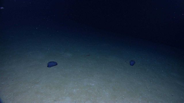Two fat purple holothurians on a mud/sand bottom Picture