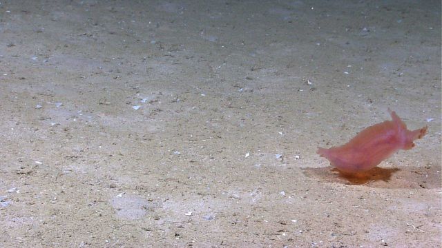 A swimming pinkish red translucent holothurian Picture
