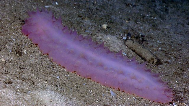 A pinkish purple translucent holothurian on a sandy bottom. Picture