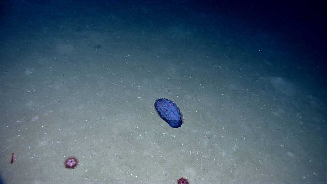 A fat purple holothurian with two red sea urchins and a red shrimp Picture