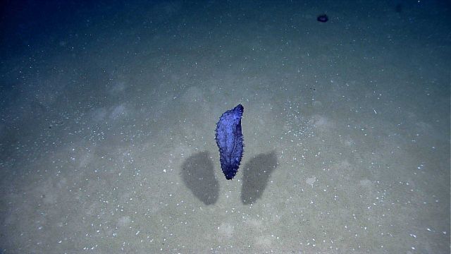 A fat purple holothurian after lift-off and swimming. Picture