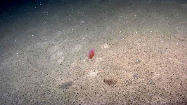 A translucent reddish-pink holothurian swimming. Picture