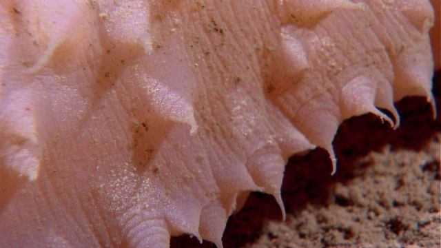 Closeup of appendages on the side of a whitish pink holothurian. Picture