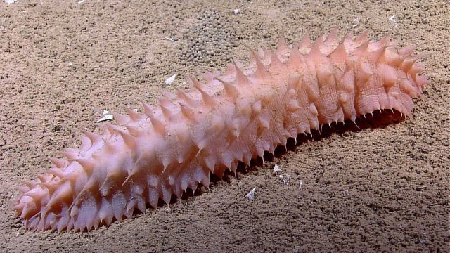 Pinkish white holothurian Picture