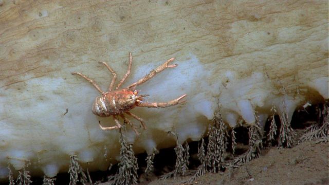 A small squat lobster hitching a ride on a large white holothurian. Picture