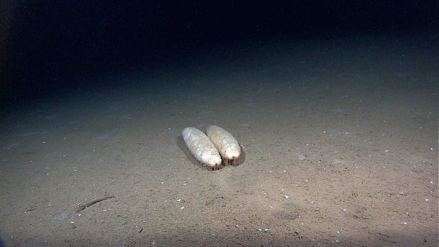 Two white holothurians side by side. Picture