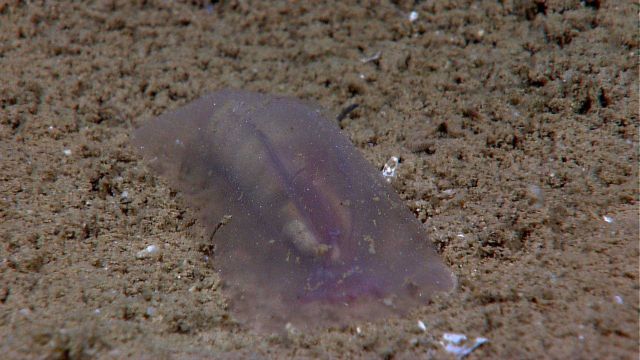A purple translucent holothurian Picture