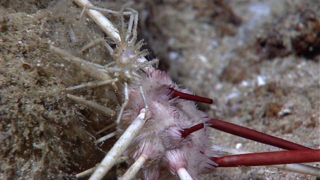 Pencil urchin with a white spiky crab. Picture