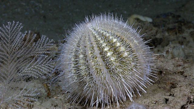 Green urchin with small delicate coral. Picture