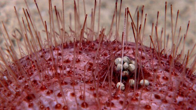 Eggs emerge from the gonopore of a sea urchin Picture