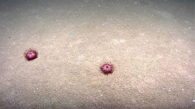 Two red sea urchins on a sandy substrate. Picture