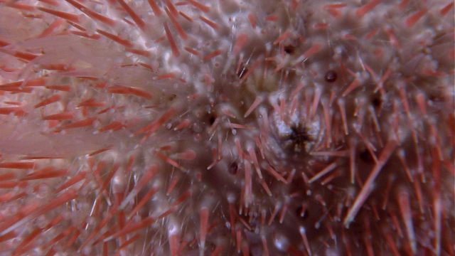 Closeup of spines of an orange sea urchin Picture
