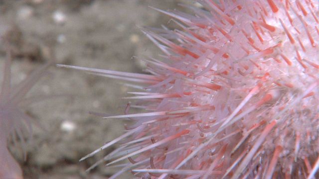 Closeup of spines of an orange and white sea urchin. Picture