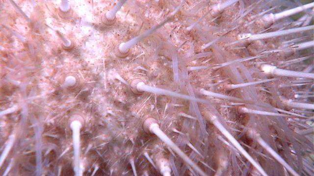 Closeup of white spines on sea urchin Picture
