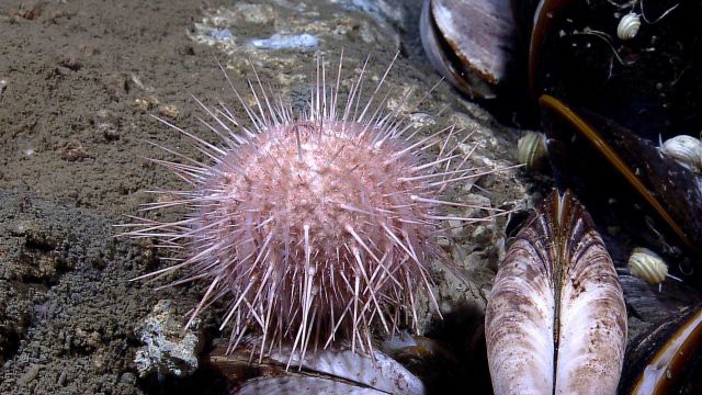 A white sea urchin next to cold seep bathymodiolus mussels and white gastropods. Picture