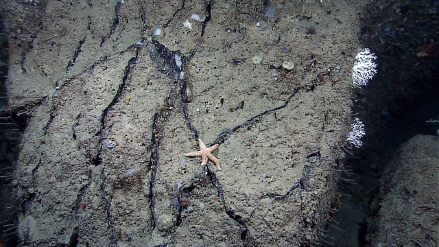 A brownish orange sea star with stylaster corals to the right. Picture