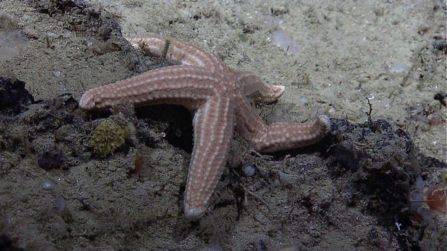 Closeup of brownish orange sea star. Picture