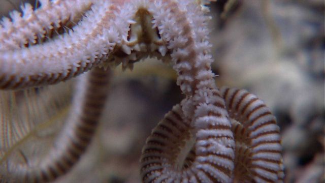 Arms of a large brittle star. Picture