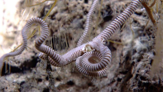 A brown and white ophiuroid brittle star. Picture