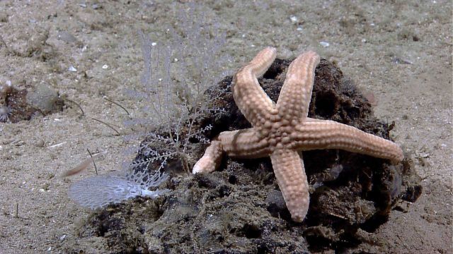 A large brown sea star, a delicate coral, and a lacy bryozoan. Picture
