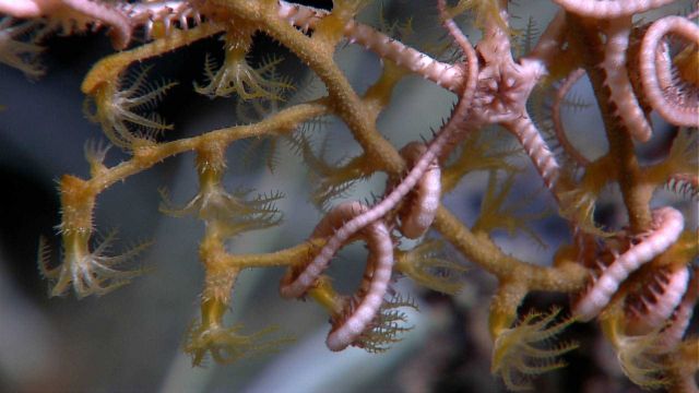 A pink ophiuroid brittle star on a paramuricean coral. Picture