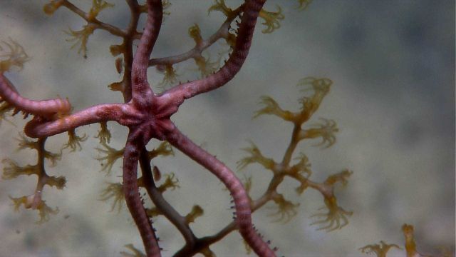A pink ophiuroid brittle star on a paramuricean coral. Picture