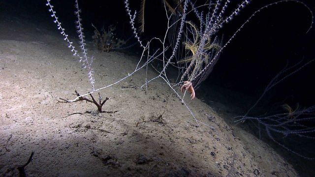 A coral eating sea star attacking a bamboo coral bush Picture