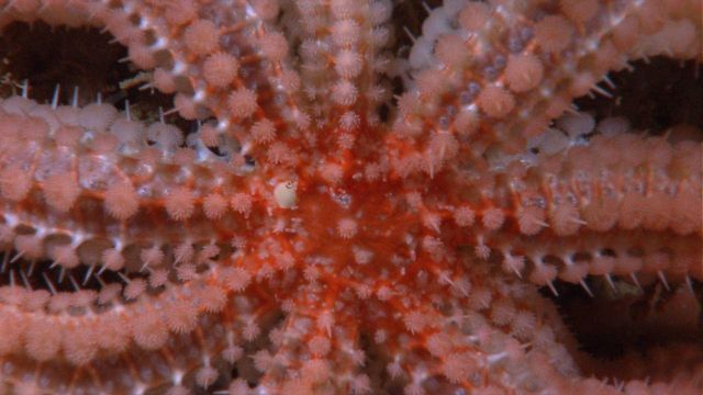 Central disk of a large orange beaded sea star. Picture