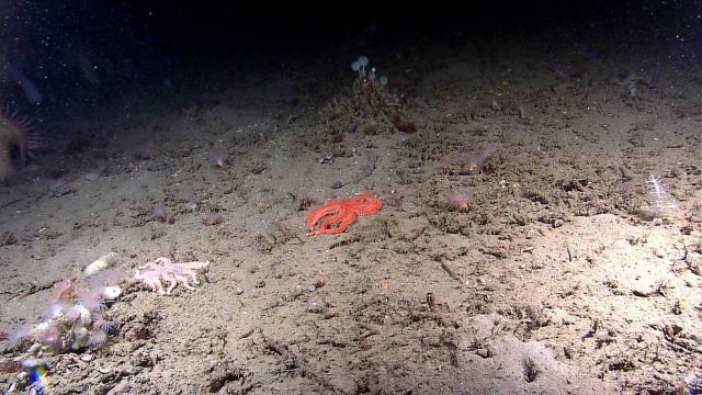 Two similar appearing beaded sea stars - one whitish-pink and the other a brilliant orange red. Picture
