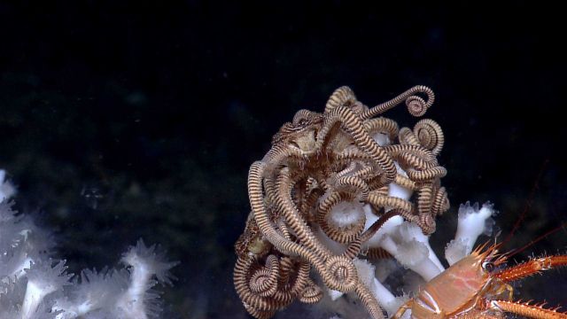 A very large brown and white striped ophiuroid brittle star and a squat lobster Lophelia coral. Picture