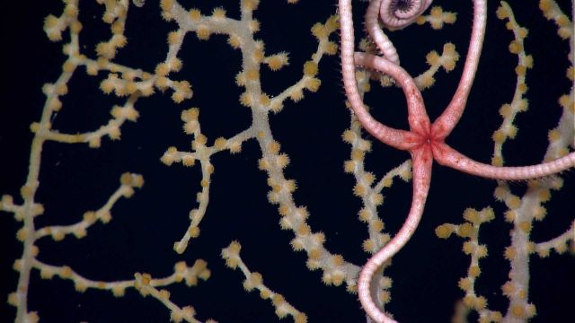 A skinny pink brittle star with a small central disk and mouth. Picture