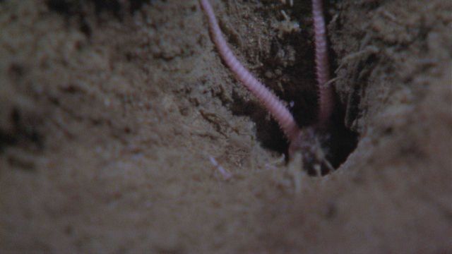 Two legs of a brittle star protruding from a hole in the sediment Picture