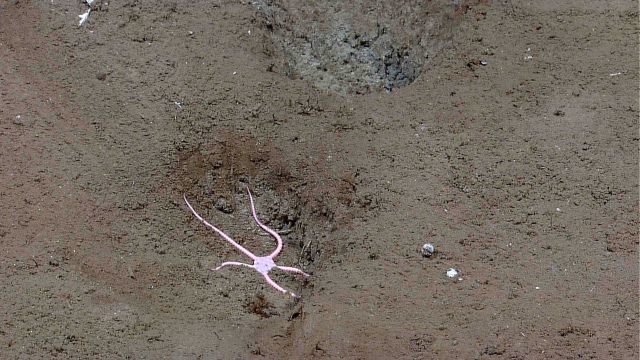 A pink brittle star with pentagonal central disk. Picture