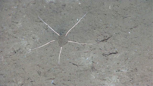 A skinny pink brittle star with its central disk buried in sediment. Picture