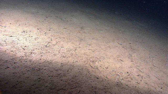 A brittle star with white legs and an orange central disk doing pushups. Picture