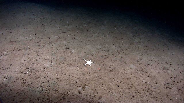 A white sea star surrounded by worm randomly oriented worm tubes. Picture