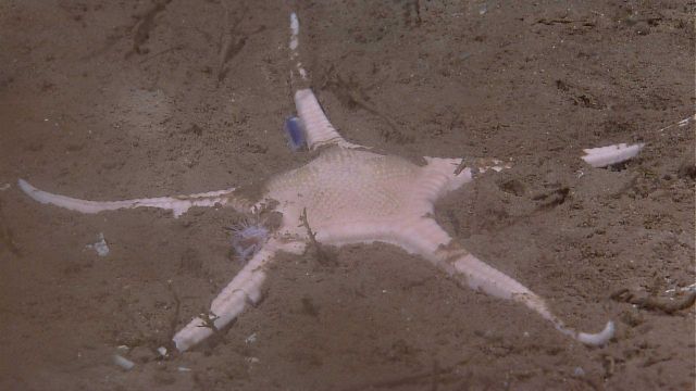 A pinkish white very robust brittle star or a sea star with relatively skinny legs Picture