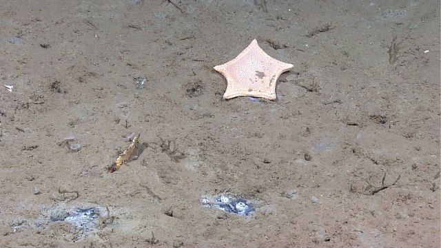 A sea star with orange spots on a white background with an orderly pattern following its perimeteer. Picture