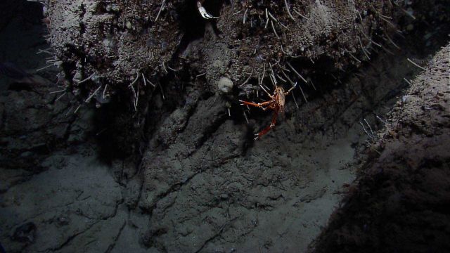 A red squat lobster on a ledge Picture