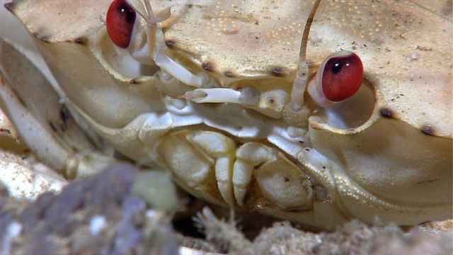 Up close and personal with the a golden crab (Chaceon fenneri) Picture