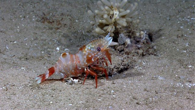 A large red and white spotted shrimp Picture