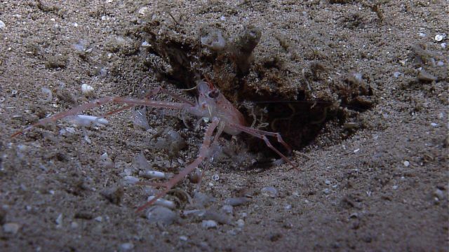 A very long-legged squat lobster at the entrance to a hole Picture