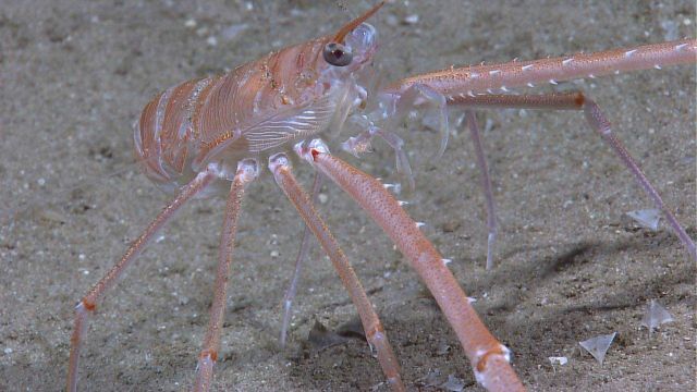 A very long-legged squat lobster Picture