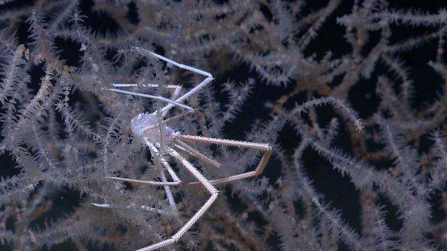 Gastrotychus crab perched among the branches of a black coral (Leiopathes sp.), at 400 meters on the West Florida Escarpment Picture