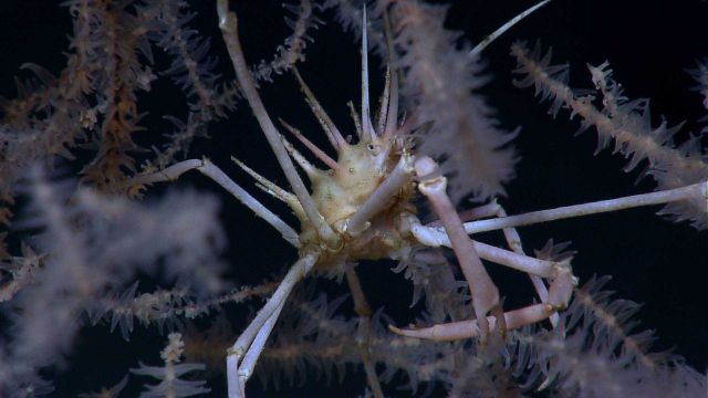 A very spiky spider crab living on a black coral bush (Leiopathes sp.) Picture