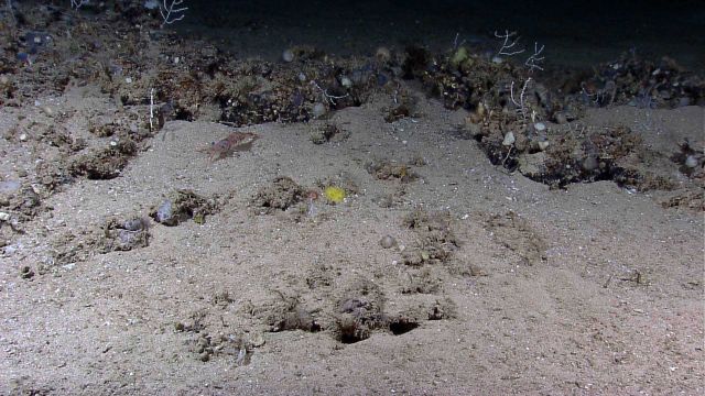 A large spotted shrimp and small corals and sponges Picture
