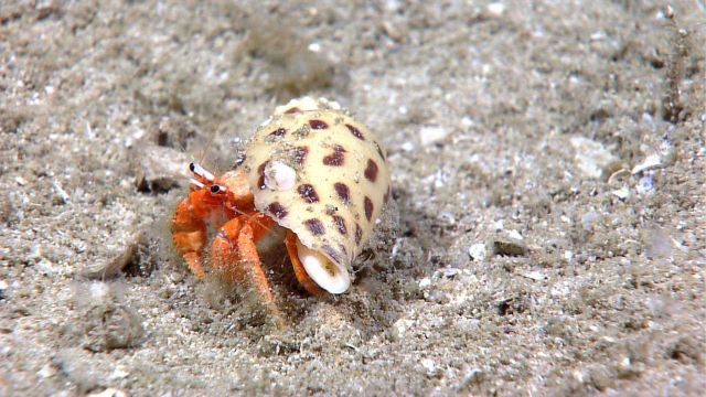 A hermit crab in his spotted snail shell Picture