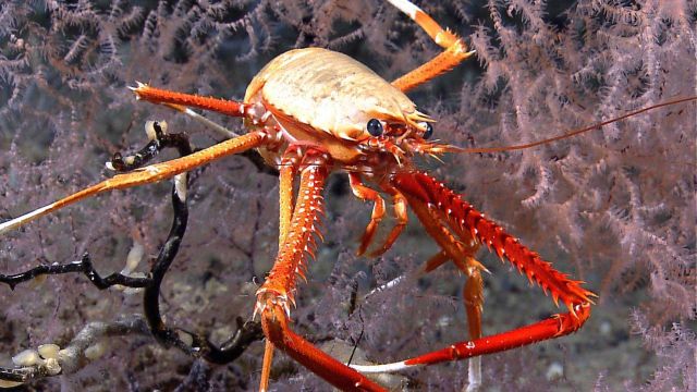 A closeup of a squat lobster with brilliant orange legs on a black coral bush. Picture